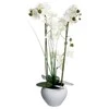 Bikuvalt Dekoratyvinis augalas Orchidėja su baltu vazonu 38x38x53 cm Atmosphera 136510B