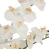 Atmosphera Dirbtinė orchidėja MICK keraminiame vazone, 80 cm