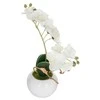 Bikuvalt Dekoratyvinis augalas Orchidėja su vazonu 20x20x26 cm (mix) Atmosphera 155716