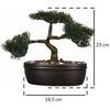 Bikuvalt Dekoratyvinis augalas Bonsas 32x16x23 cm keramikinis, juodas vazonas 103379