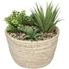 Atmosphera HACIENDA plant composition, 17 x 19 cm, natural pot