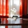 Dirbtinė orchidėja keraminiame vazone