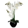 Orchidėja „Atmosphera“ juodame vazone, 53 cm