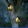 Maximex Solar bee LED lights, garden decoration, set of 2 pieces