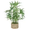 Bikuvalt Dekoratyvinis augalas Bambukas 32x46 cm, pintas vazonas Atmosphera 204209