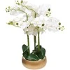 Atmosphera Dirbtinė orchidėja auksiniame vazone SANAE, aukštis 65 cm