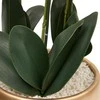 Atmosphera Dirbtinė orchidėja auksiniame vazone SANAE, aukštis 65 cm