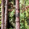 Braun Scouting Cam Juodas 575 Trail Camera