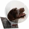 KRUUSE BUSTER Classic Dog Collar, 20 cm, Transparent, 10 pcs