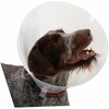KRUUSE BUSTER Classic Dog Collar, 7.5 cm, Transparent, 10/pk