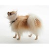 KRUUSE BUSTER Neckstrap f/Collars, 40 cm, 10 pcs