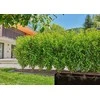 Gardena Lašelinio drėkinimo sistema krūmams/gyvatvorėms (25m)