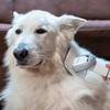 Dulkių siurblys Tesla Rinkinys do pielęgnacji zwierząt PetCare Station TQ500 Pro