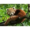 Ravensburger Dėlionė 500 vnt. - Mažoji panda