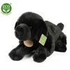 Pliušinis Rappa Labradoro retriverio žaislas, 40 cm, ekologiškas