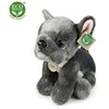 Rappa pliušinis prancūzų buldogas 26 cm EKOLOGIŠKAS