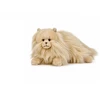 Beppe Kot perski karmelowy 35cm 14290 25081