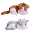 Deef Kitten pastebėtas gulintis didelis VIC03478 34788