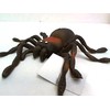 Hipo Hab Pajšk su žirneliais 11cm HAB023 24vnt/disp 62987