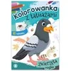 Skrzat Wydawnictwo Kolorow.su tatuaż.Zwierzęta miejskie 73003