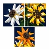 Mould King Sunflower Potted 24111 | Building block set | 854 elements
