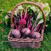 Opole Beetroot PNOS Coated Seeds, Pack of 100