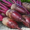 Opole Beetroot PNOS Seeds on Tape, 6m Roll