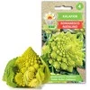 Toraf žiedinių kopūstų sėklos Romanesco Natalino 1g