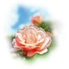 Medisana Aroma essence Rose