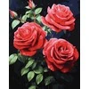 Tapyba pagal skaičius Raudonos rožės 40x50 cm