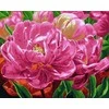 Tapyba pagal skaičius Rožinė Peony Delight 40x50 cm