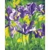 Tapyba pagal skaičius Violetiniai vilkdalgiai 40x50 cm