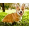 Tapyba pagal skaičius Žaismingas Corgi 40x50 cm