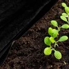 Springos Agrotekstilė nuo piktžolių 1,6x5 m 50g/m2