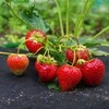 Agrotekstilė Springos AG0021 50g/m2 1,6x10 m