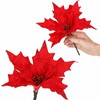 Springos CA0721 KALĖDŲ PUOMENYS "POINSETTIA"