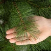 Springos dirbtinė Kalėdų pušis Nordic Pine, 210 cm, žalia — CT0278