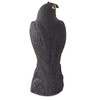 Falcon bird deterrent starlings pigeons mice large