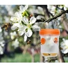 Saulės vabzdžių gaudyklė - oranžinė