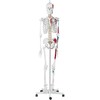 Physa Anatominis žmogaus skeleto modelis 180 cm + Anatominis plakatas