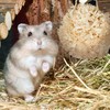Bonideco Rinkinys iš 5 aksesuarų žiurkėnams, švieisia rudos spalvos