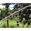 Ekologiškas aliejinės kopūstpalmės (acai) uogų aliejus, 50 ml, ALTEYA