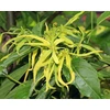 Ekologiškas kanangų (ylang ylang) eterinis aliejus, 10 ml