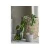 BLOOMINGVILLE Anthurium augalas, žalias, dirbtinės gėlės