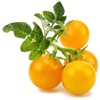 Click And Grow „Click & Grow“ geltonų mini pomidorų ankštys, valgomas augalas, mini pomidoras, pradinis rinkinys, 3 vnt., dėžutė