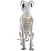 ESPA Šuns skeletas
