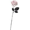 Fiesta Balta rožė su krauju
