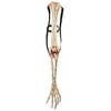 GMBH & CO Kraujingos skeletų rankos, 76 cm