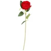 Hisabjoker Ab Raudona rose, 50 cm