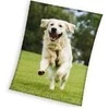MCU Hund Coral Fleece tæppe - 150 x 200 cm